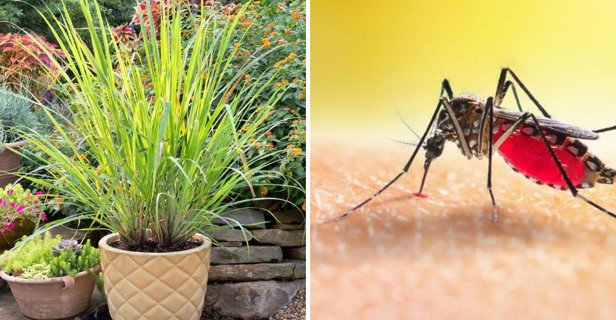 lemongrass and mosquito