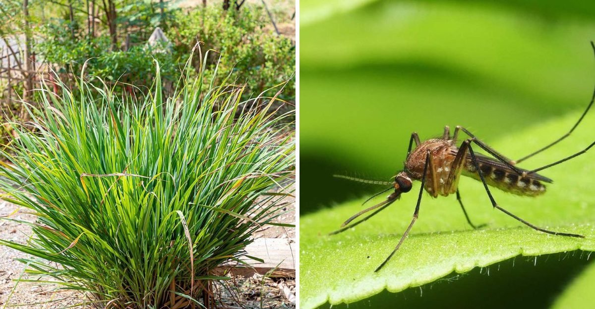 lemongrass and mosquito