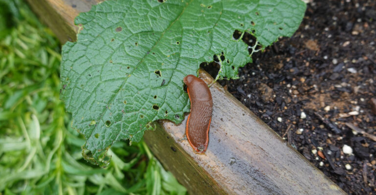 The Oregon Garden Bed Mistake That Makes Slugs Harder To Control