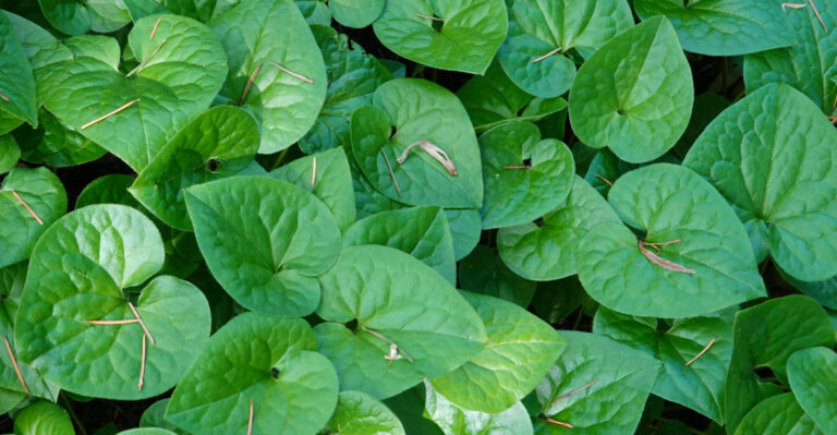 The Oregon Ground Cover Outperforming Bark Dust In Every Way