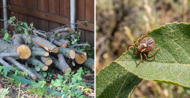 The Oregon Lawn Mistakes That Make Your Yard A Hotspot For Ticks