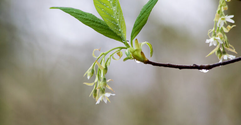 The Oregon Native That Thrives In The Wet Shady Spots Where Rhododendrons Fail