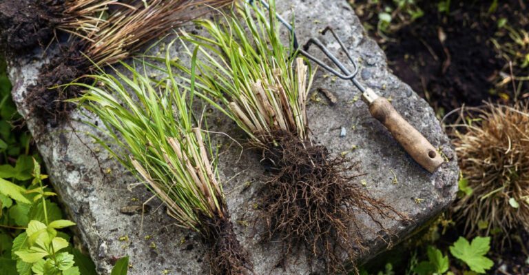The Oregon Perennial Dividing Calendar That Gives You Free Plants Every Single Season