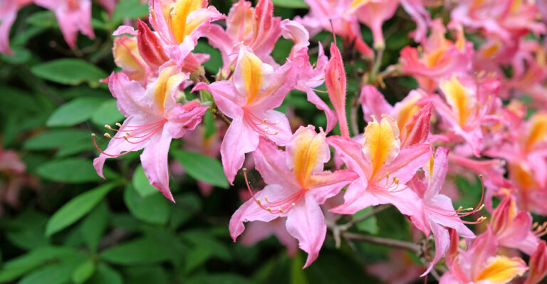 The Oregon Shrub That Looks Expensive Near A Front Door But Costs Nothing To Maintain