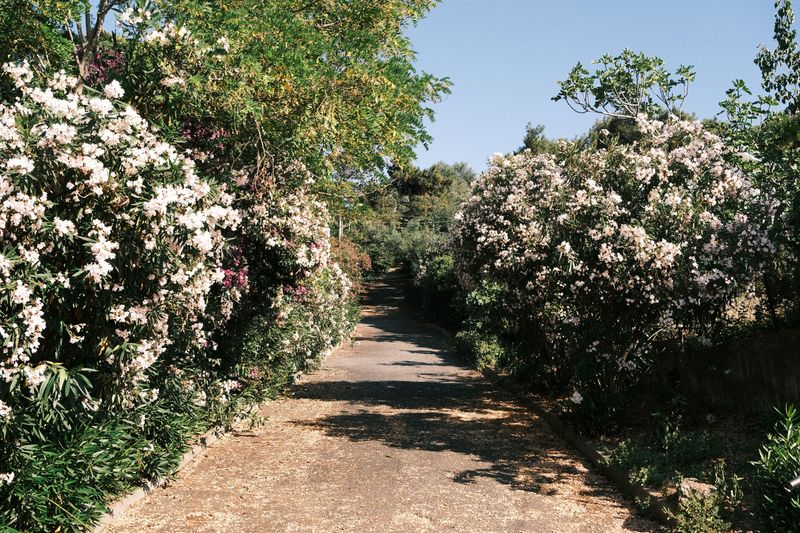 The Ornamental Bush Lining Nebraska Highways And Its Surprising Secret The Ornamental Bush Lining Nebraska Highways And Its Surprising Secret