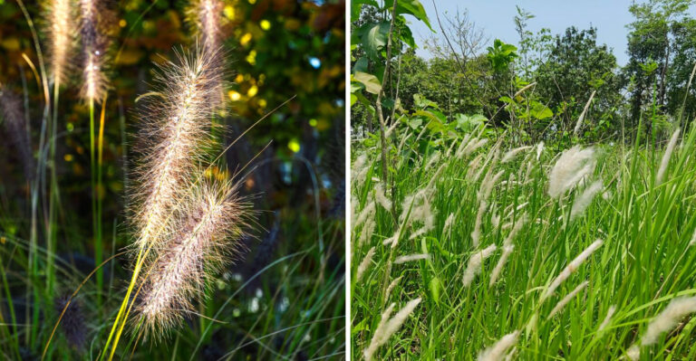The Ornamental Grasses New York Wants You To Reconsider Planting In Your Yard