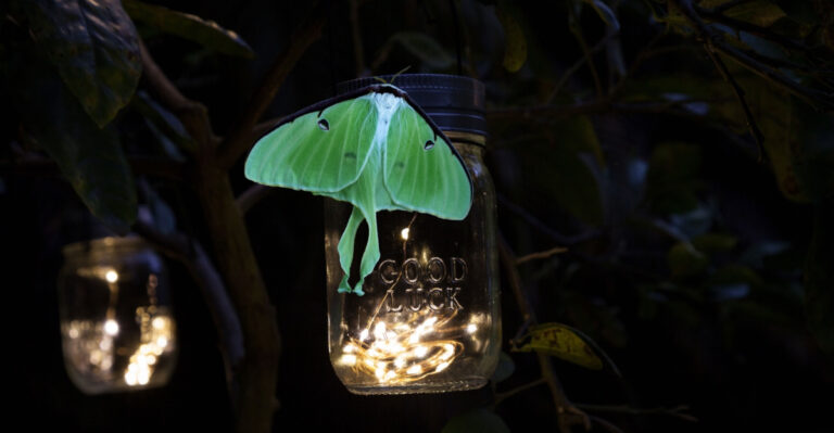 The Outdoor Lighting Habit That’s Keeping Luna Moths Away From Ohio Yards
