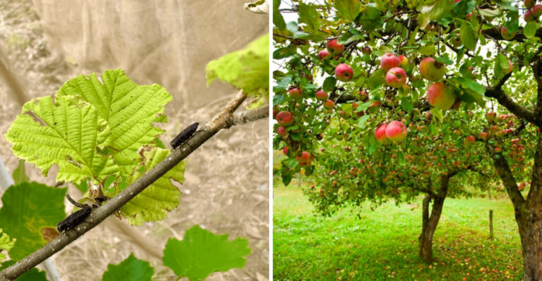 The Pacific Flatheaded Borer Oregon Fruit Tree Growers Should Watch This Summer