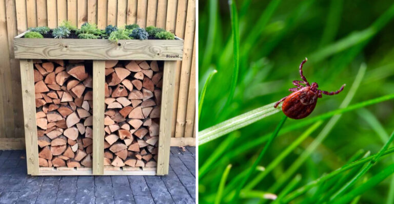 The Patio And Deck Habits That Are Bringing Ticks Closer To Ohio Homes This Summer