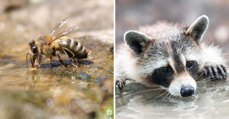 The Pennsylvania Garden Animals Coming In For Water During July Heat (And How To Manage Each)