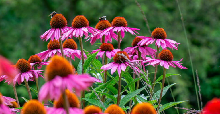 The Pennsylvania Native Perennial To Grow For Purple Flowers That Return Year After Year
