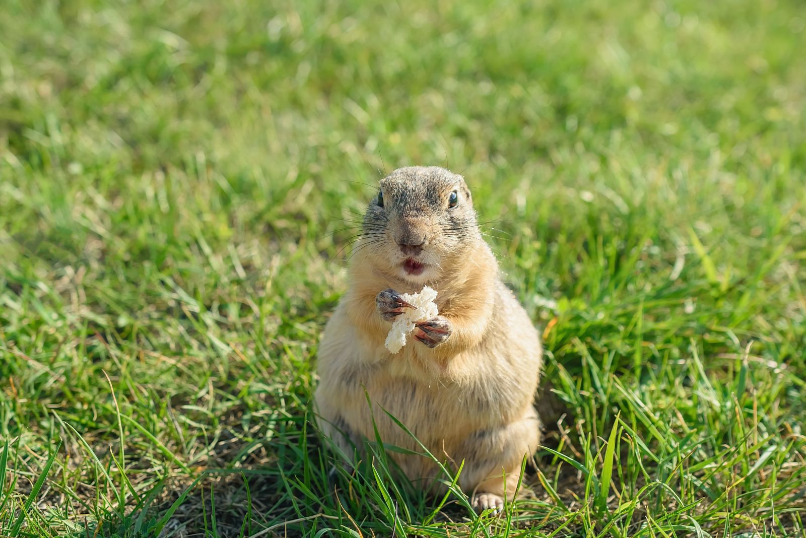 gopher