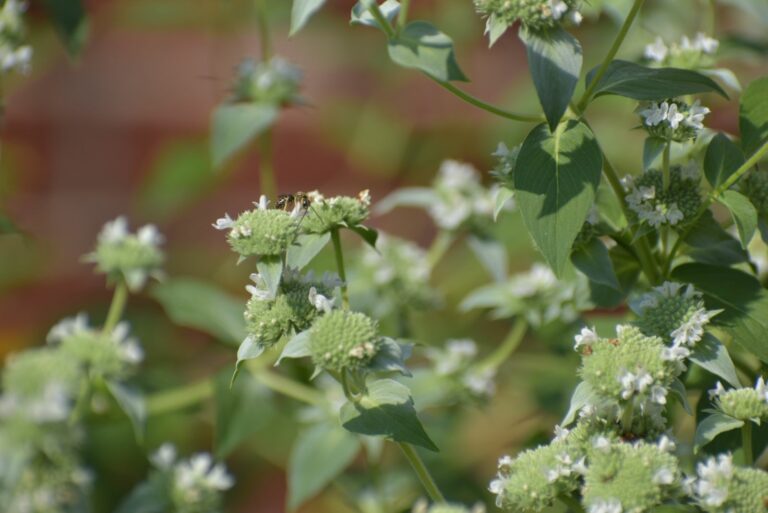 mountain mint