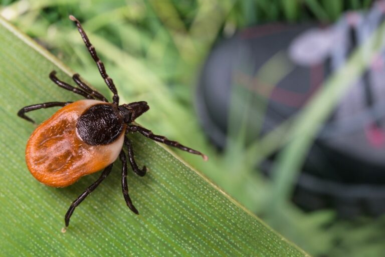 deer tick