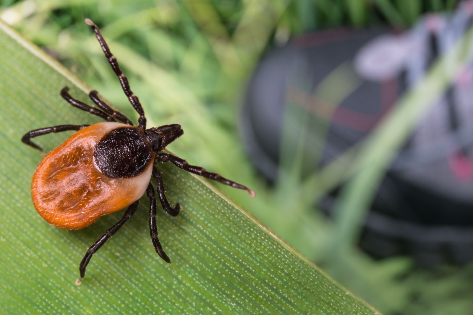 deer tick