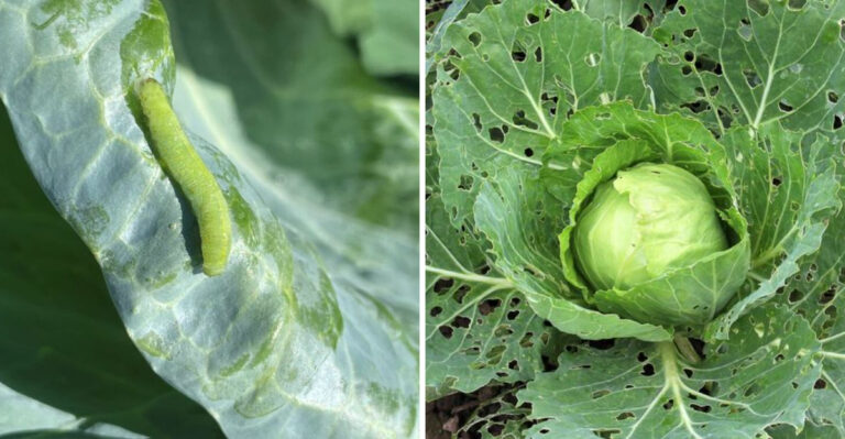 The Pennsylvania Vegetable Garden Caterpillar That Causes More Damage Than Any Other This June