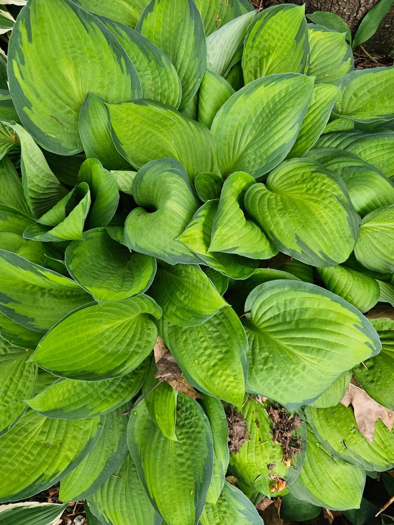 The Perennials That Benefit Most From Growing Next To Mountain Mint