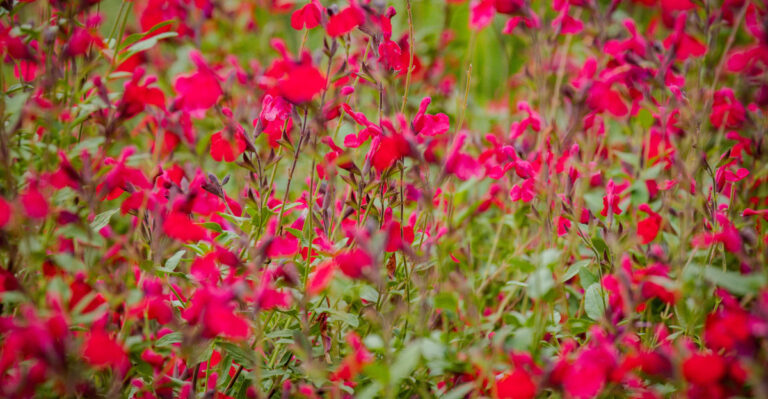 The Perennials You Should Be Cutting Back Right Now In California For A Second Bloom