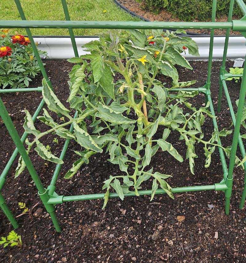 The Plant Is Saving Moisture