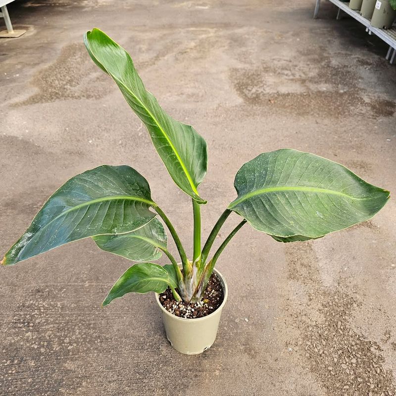 The Plant Is Too Young