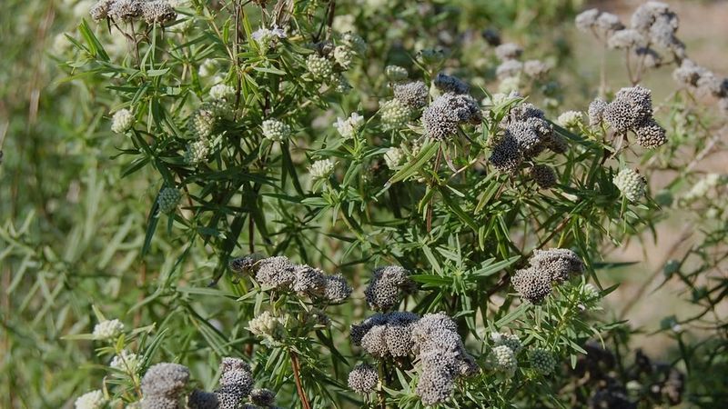 The Plant Is Virginia Mountain Mint