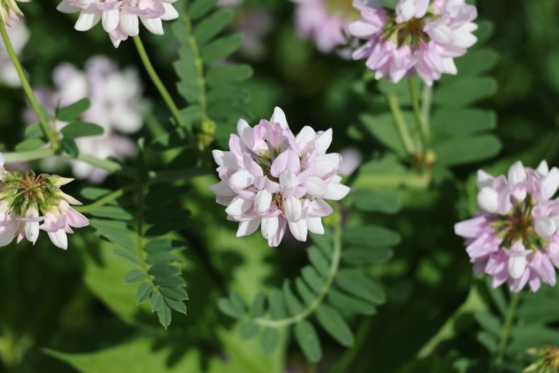 The Plant Shows Up In Sunny, Disturbed Soil