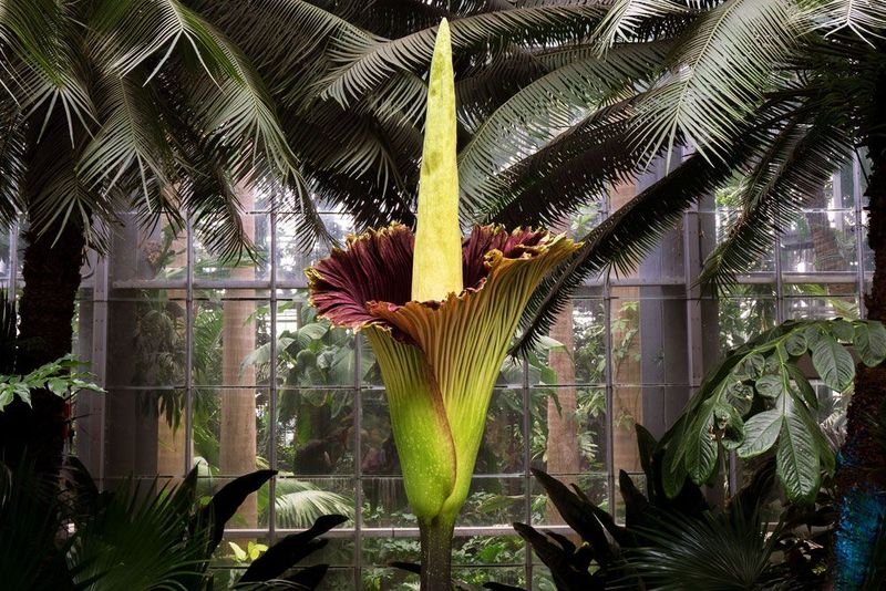 The Plant Warms Up To Spread Its Scent The Plant Warms Up To Spread Its Scent