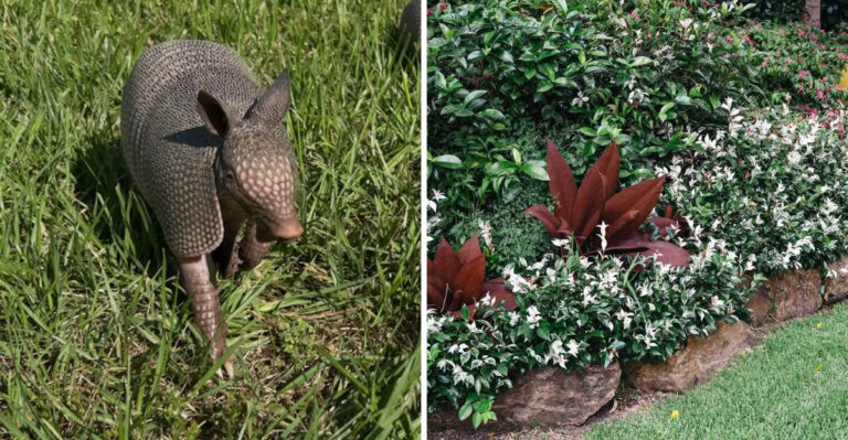 The Plants And Mulch Choices That Tend To Draw Armadillos Into Georgia Yards