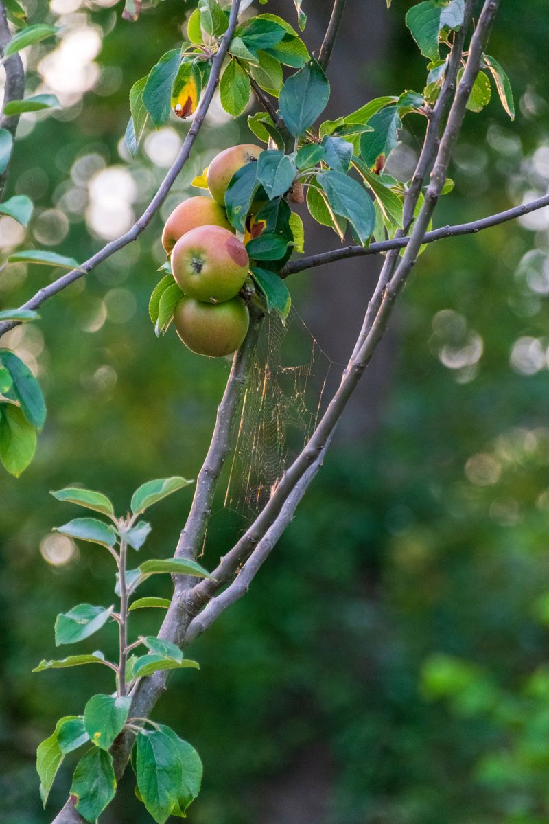 The Plants And Trees Most At Risk In New Jersey Gardens