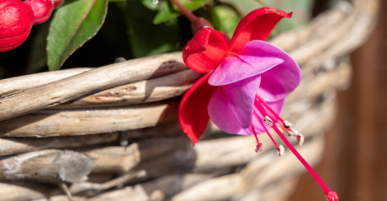 The Plants California Gardeners Should Move Out Of Full Sun Before Heat Peaks