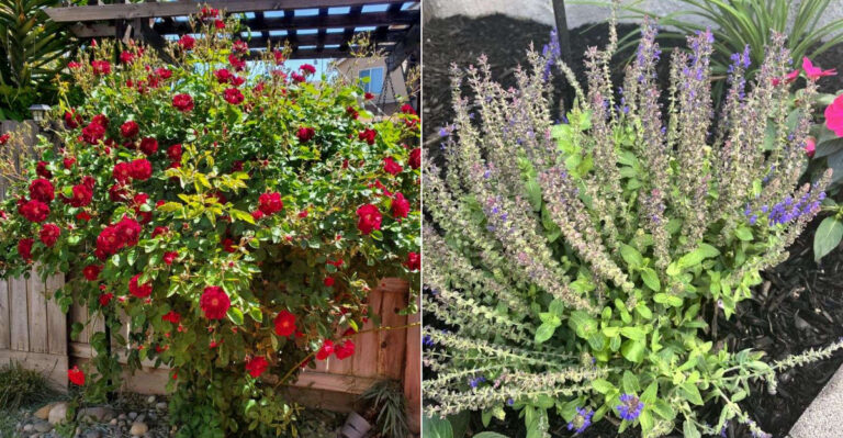 The Plants California Gardeners Should Stop Fertilizing Once Heat Builds