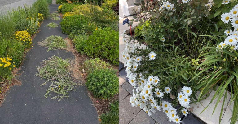 The Plants Oregon Gardeners Should Avoid Near Walkways Because They Flop