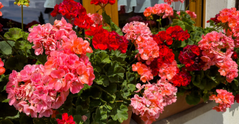 The Plants Pennsylvania Gardeners Keep Multiplying From Cuttings Every Year