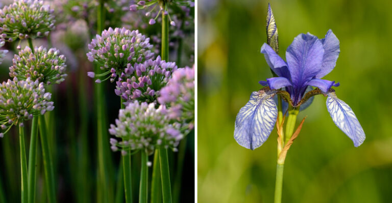 The Plants That Actually Keep Rabbits Out Of Tennessee Gardens