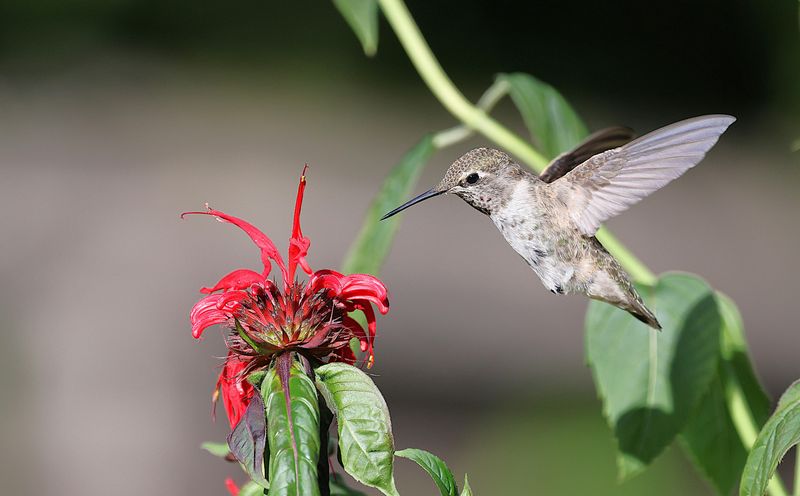 The Plants That Attract Hummingbirds To Missouri Gardens