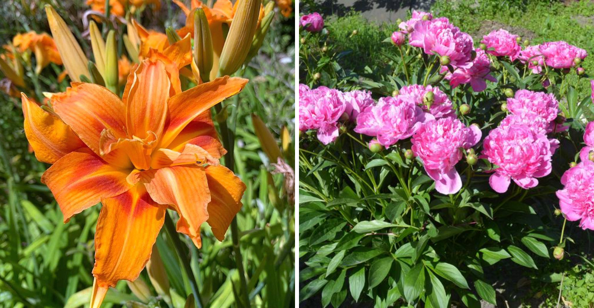 daylily and peonies