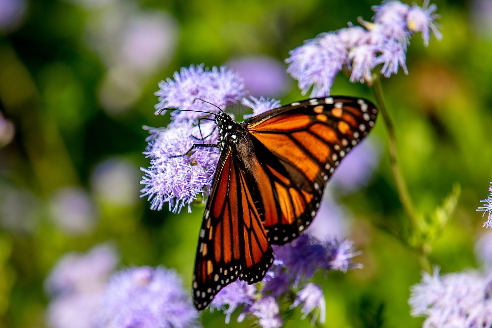 butterfly on gregg's mistflower