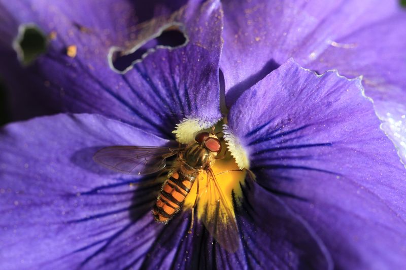 The Pollinators That Depend On It More Than Any Other Plant The Pollinators That Depend On It More Than Any Other Plant
