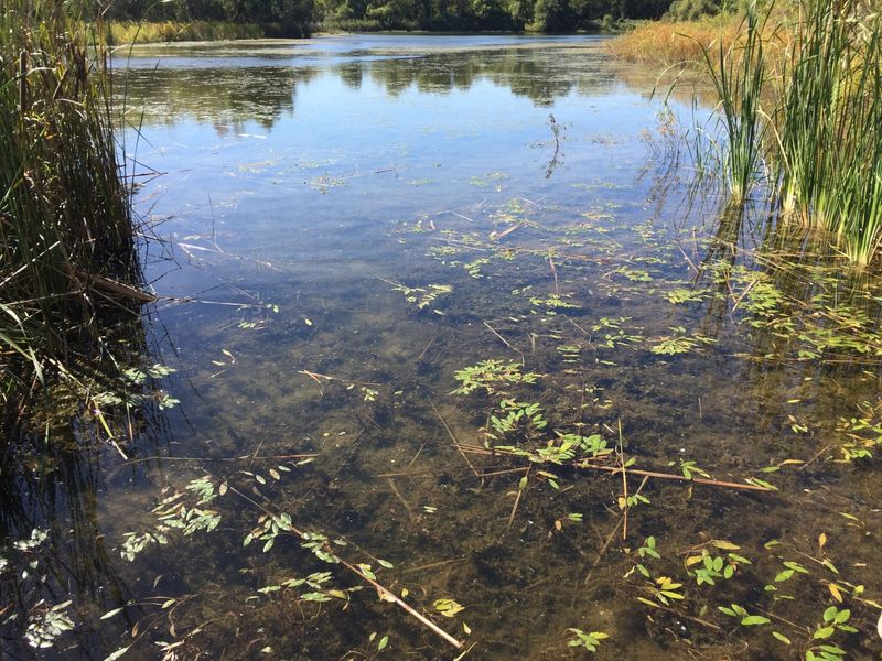 The Pond Edge With Shallow, Weedy Water The Pond Edge With Shallow, Weedy Water