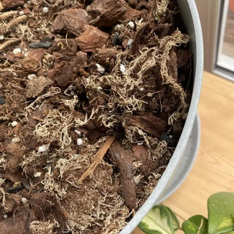 The Potting Mix Is Repelling Water