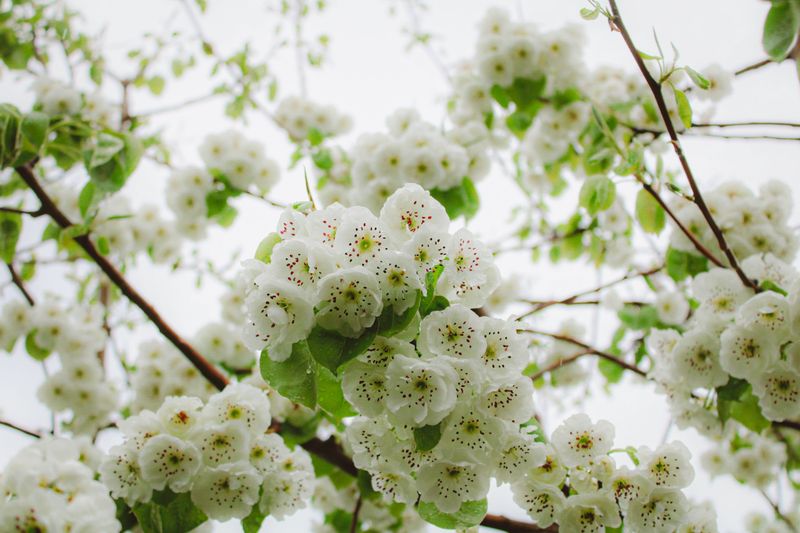 The Pretty Spring Tree That's Actually A Problem