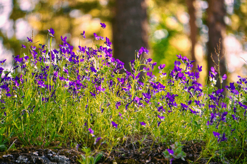 The Quiet Work Wild Violets Are Doing Beneath Your Feet The Quiet Work Wild Violets Are Doing Beneath Your Feet