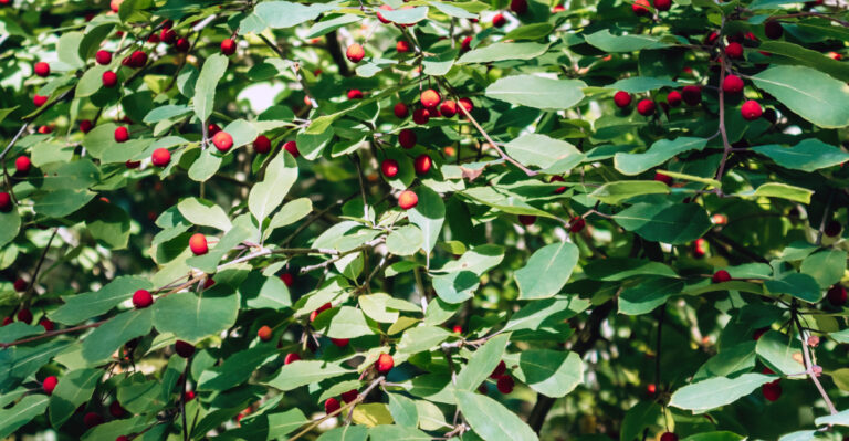 nc native berries