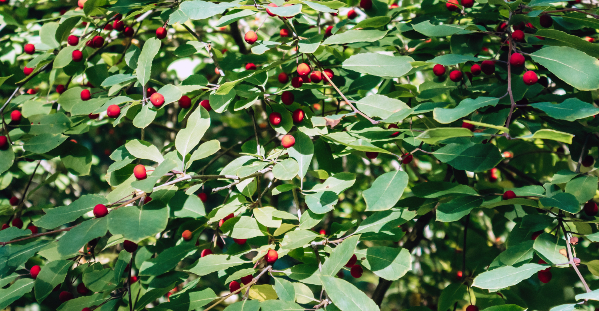 nc native berries