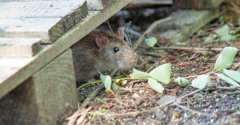 rat