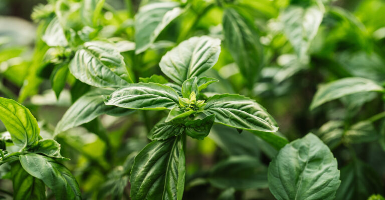 basil (featured image)