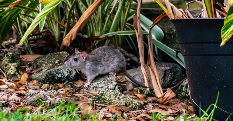 rat