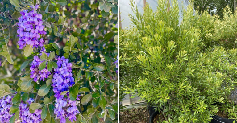 texas mountain laurel and wax myrtle
