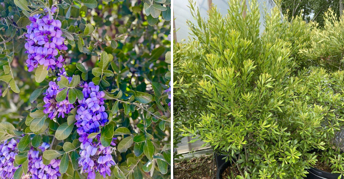 texas mountain laurel and wax myrtle