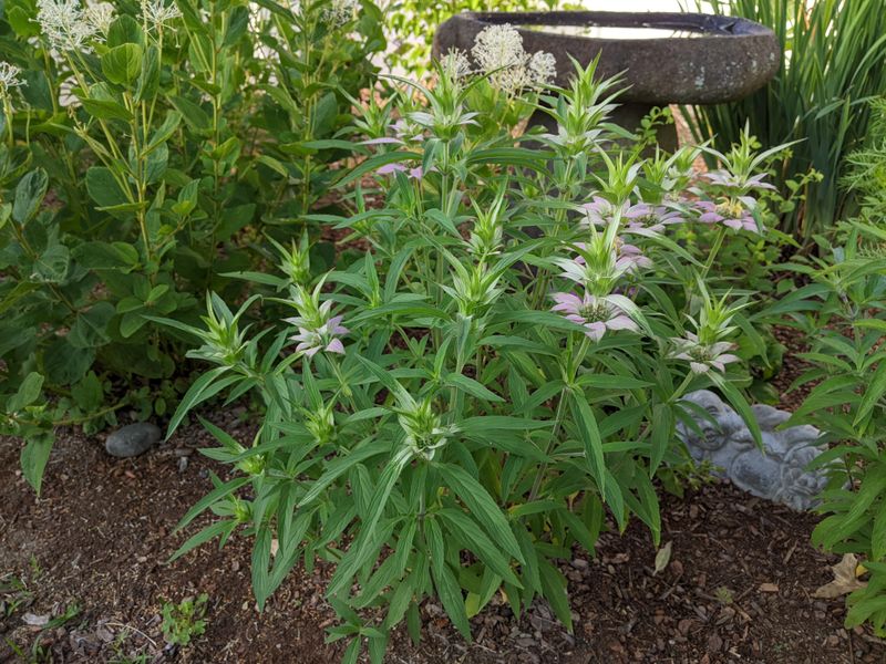 The Real Benefit Starts With Pollinators, Not Mosquito Magic The Real Benefit Starts With Pollinators, Not Mosquito Magic